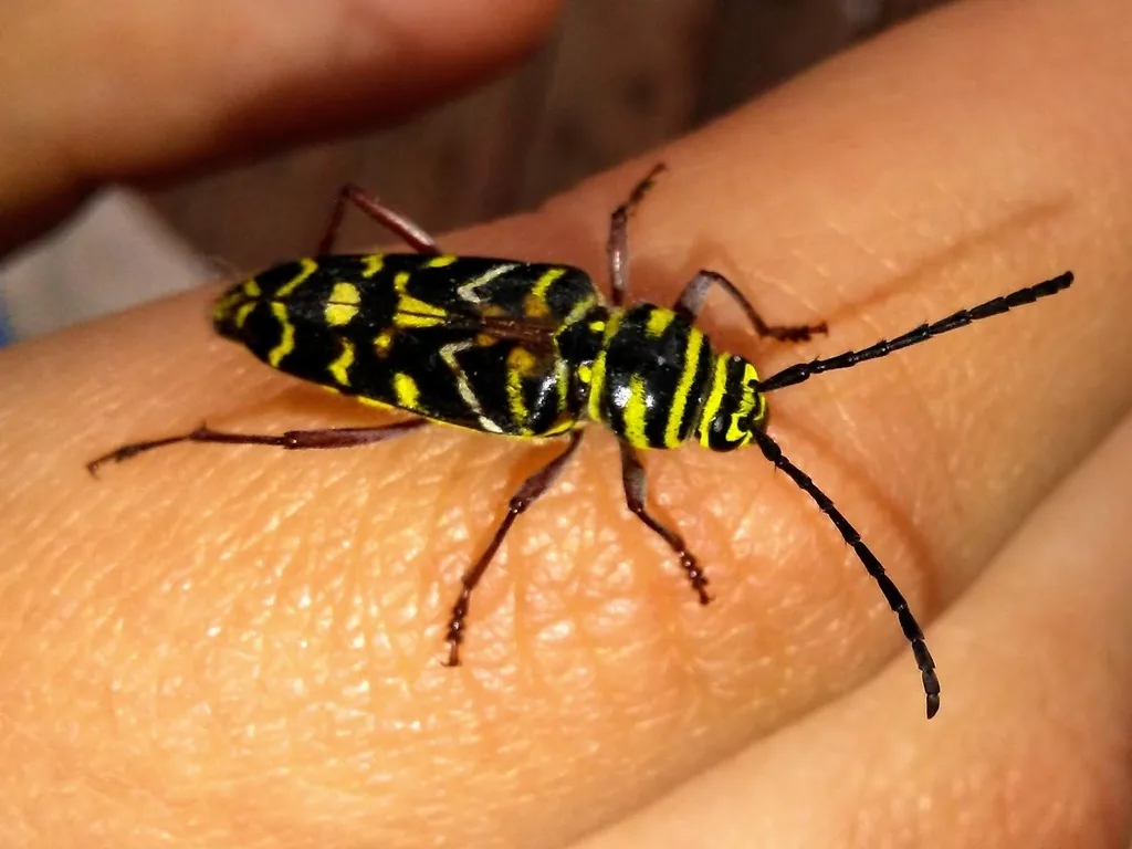 Adult painted hickory borer on a hand, a black longhorned beetle with bright yellow bands and a W-shaped mark across its wing covers