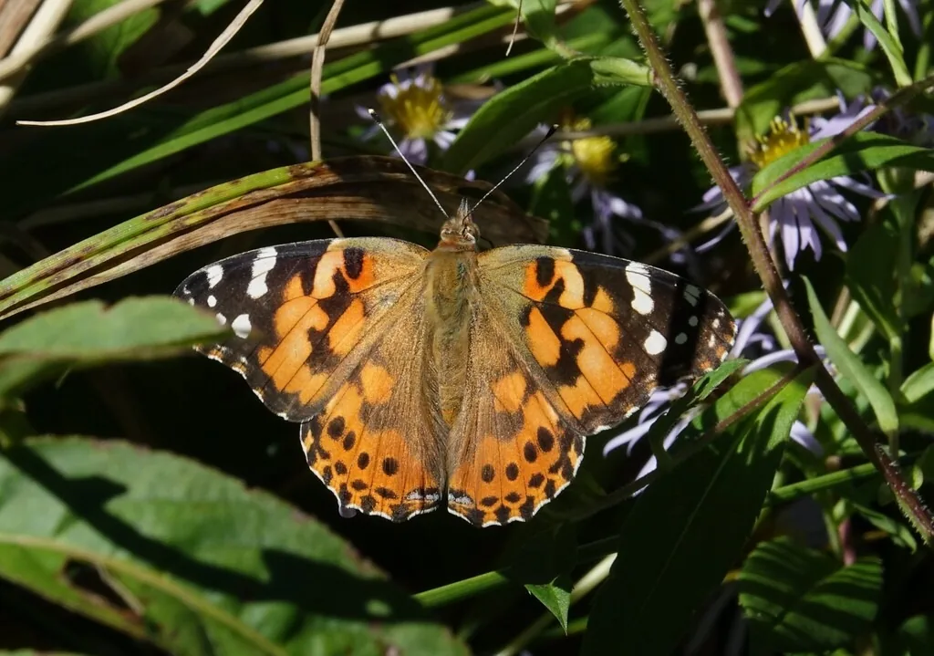Painted lady butterfly with orange and black wings and white-spotted tips