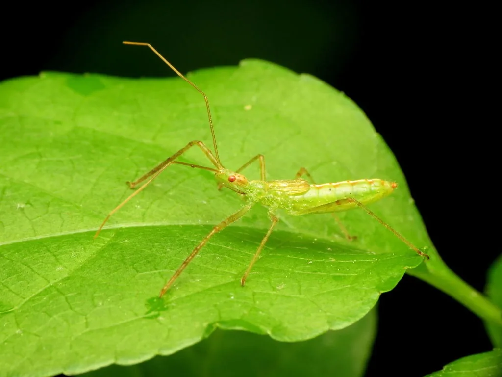 Slender pale green assassin bug with long legs on a leaf