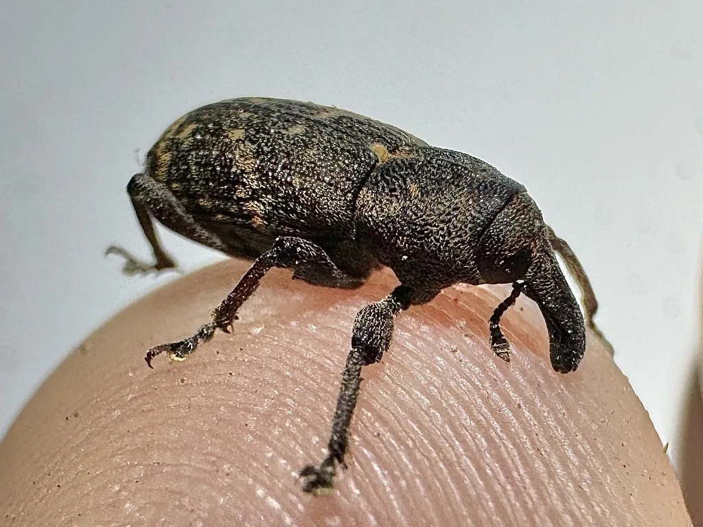 Dark pales weevil with a long snout on a fingertip