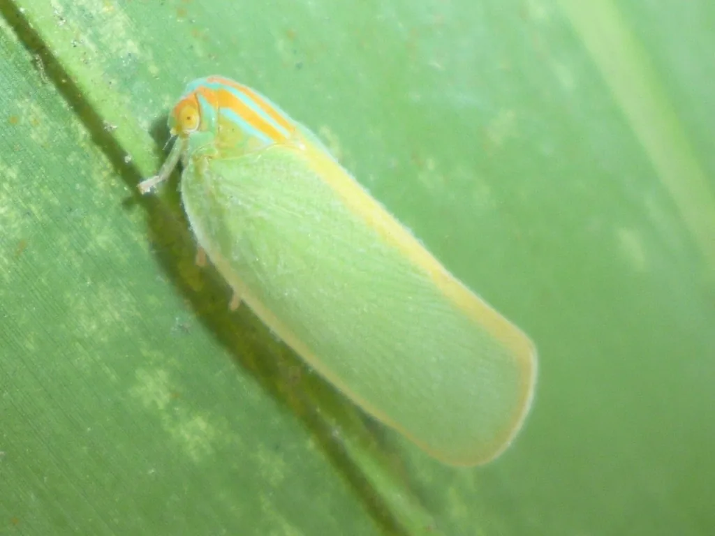 Adult palm flatid planthopper on a palm frond, a blue-green, wedge-shaped insect with orange stripes on its head and orange-edged wings