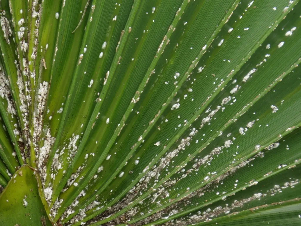 Palmetto scales, tiny whitish specks clustered on a palm frond