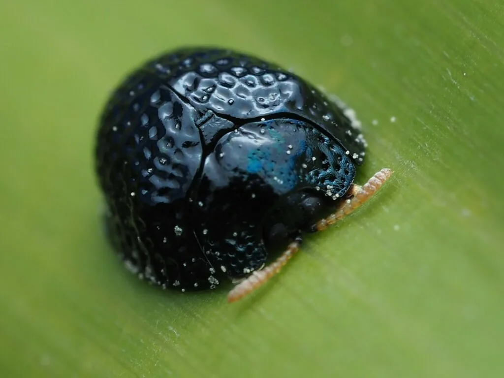 Palmetto tortoise beetle, a dark blue dome-shaped beetle, on a palm frond