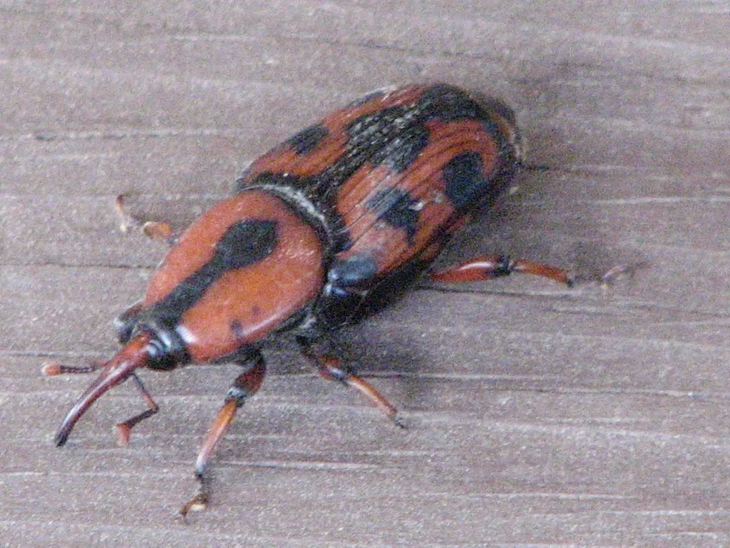 Palmetto weevil, a large weevil with red and black markings and a long snout