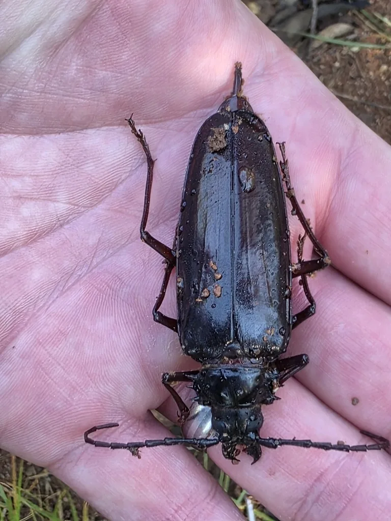 Adult palo verde root borer, a large dark longhorned beetle about 3 inches long, held in a hand for scale