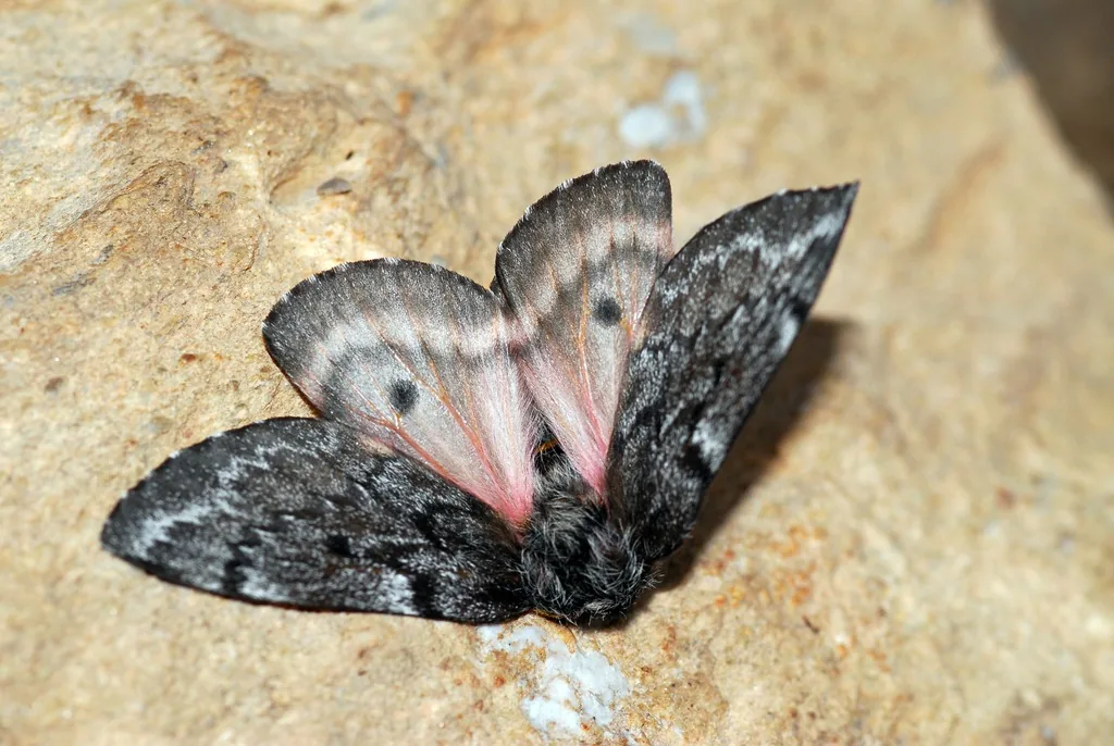 Pandora moth, a large heavy-bodied moth with dark gray forewings and pinkish hind wings, on a rock