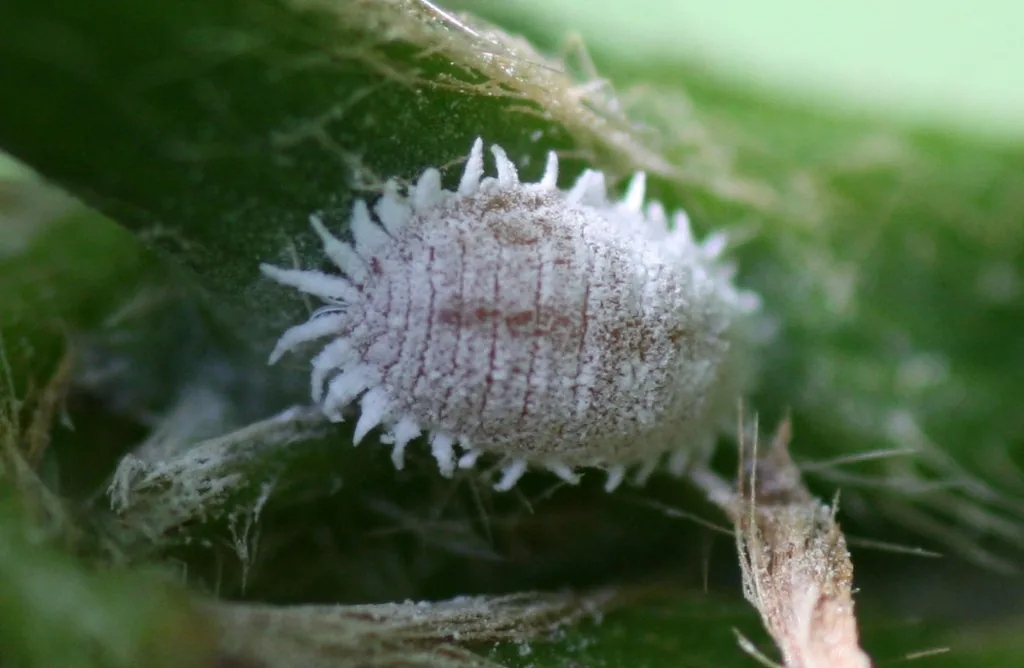 Papaya mealybug, a yellowish insect coated in white wax with short waxy filaments, on a leaf