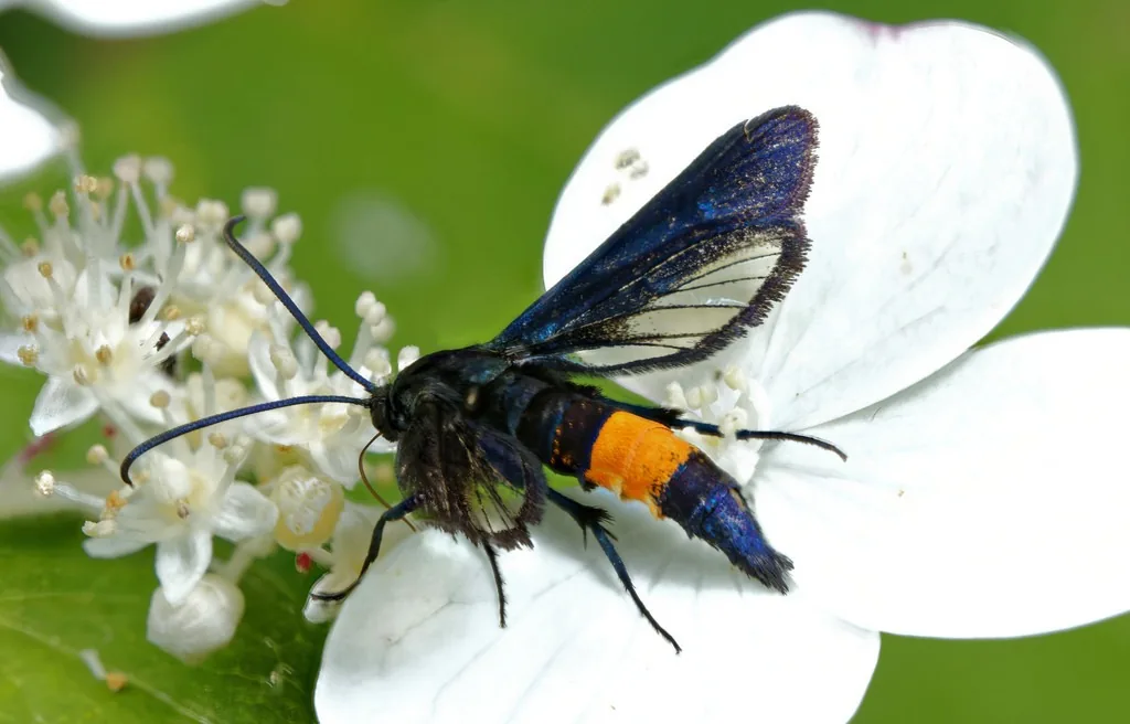 Female peachtree borer moth, dark steel blue with a broad orange band around the abdomen, on white flowers