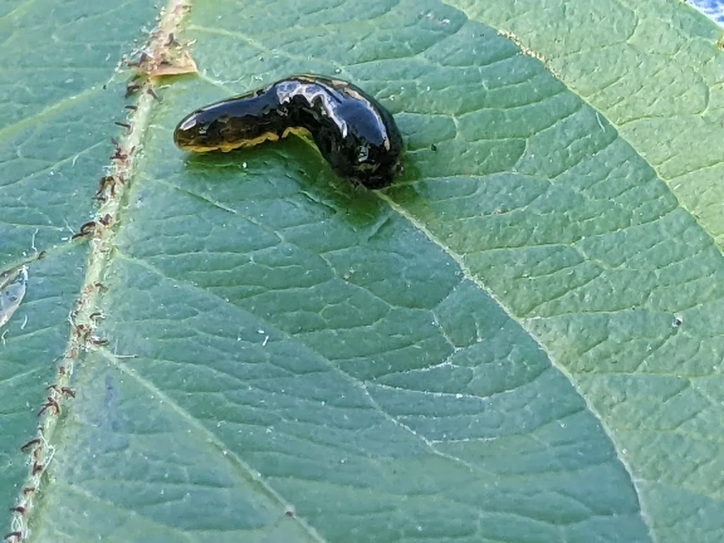 Pear slug, a shiny black slug-like sawfly larva, on the upper surface of a green leaf