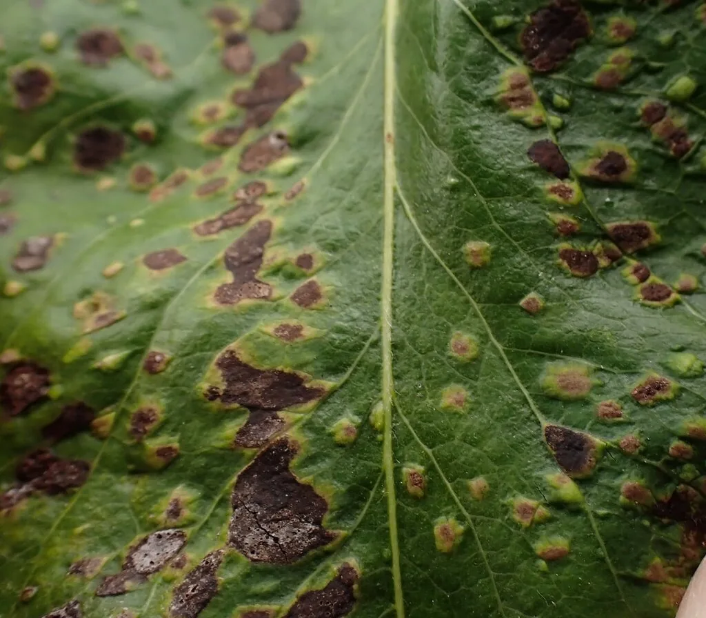 Pear leaf dotted with brown blisters caused by pearleaf blister mites
