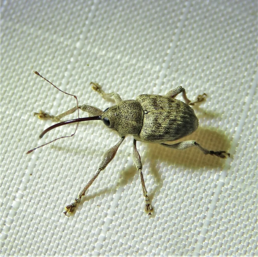 Pecan weevil, a hairy brown weevil with a very long snout