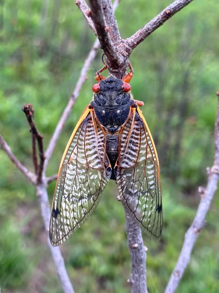 Adult periodical cicada with a black body, red eyes and clear orange-veined wings, clinging to a thin twig