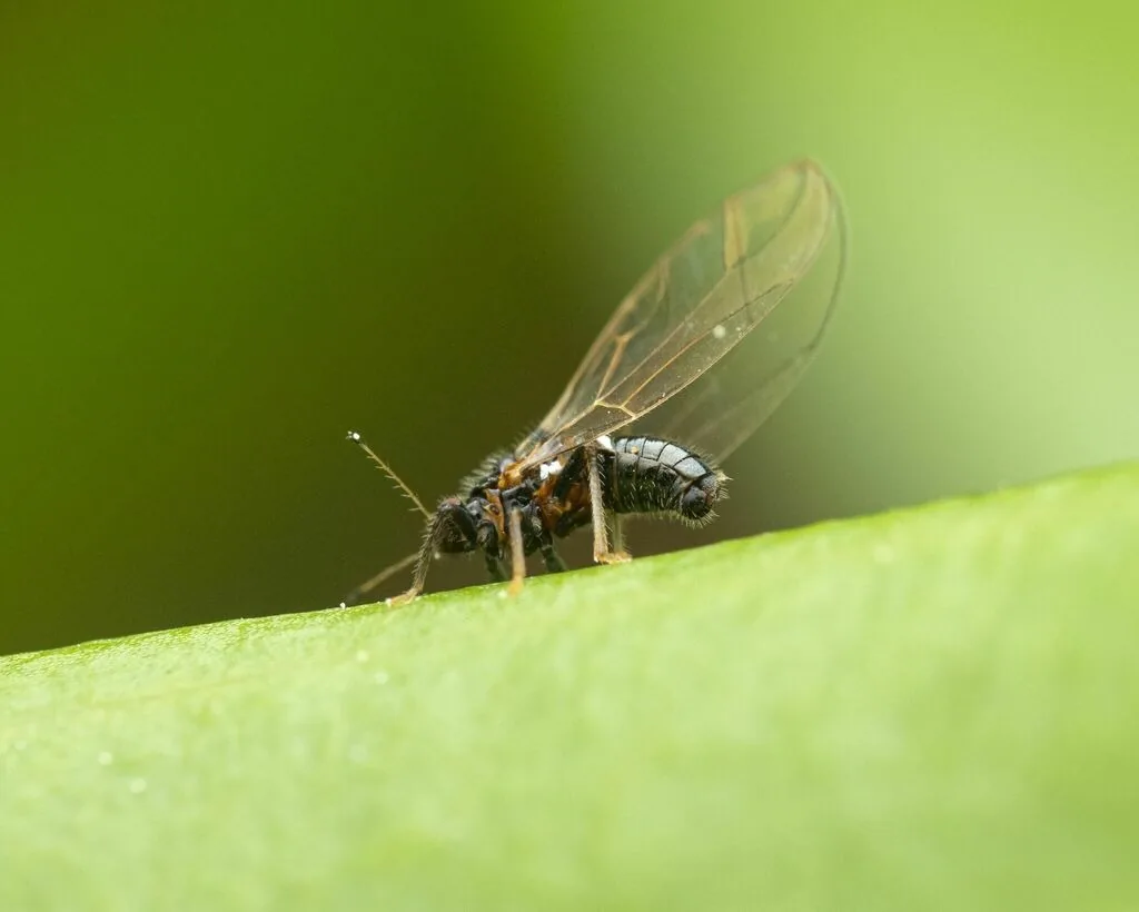 Persimmon psyllid adult with clear wings on a persimmon leaf