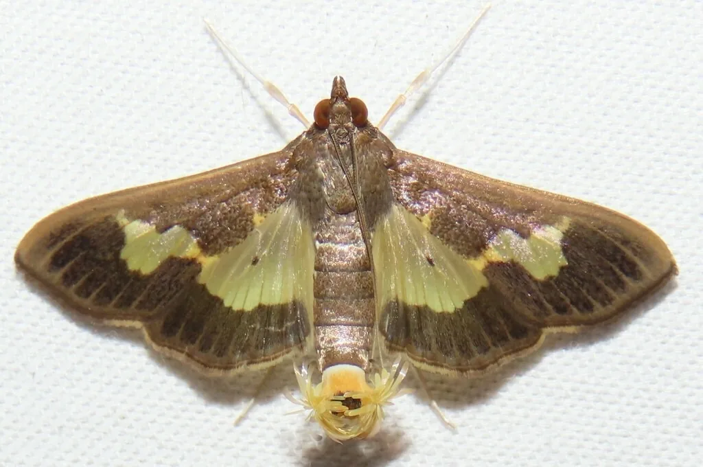 Pickleworm moth with brown wings and a yellowish translucent central patch, resting with wings spread