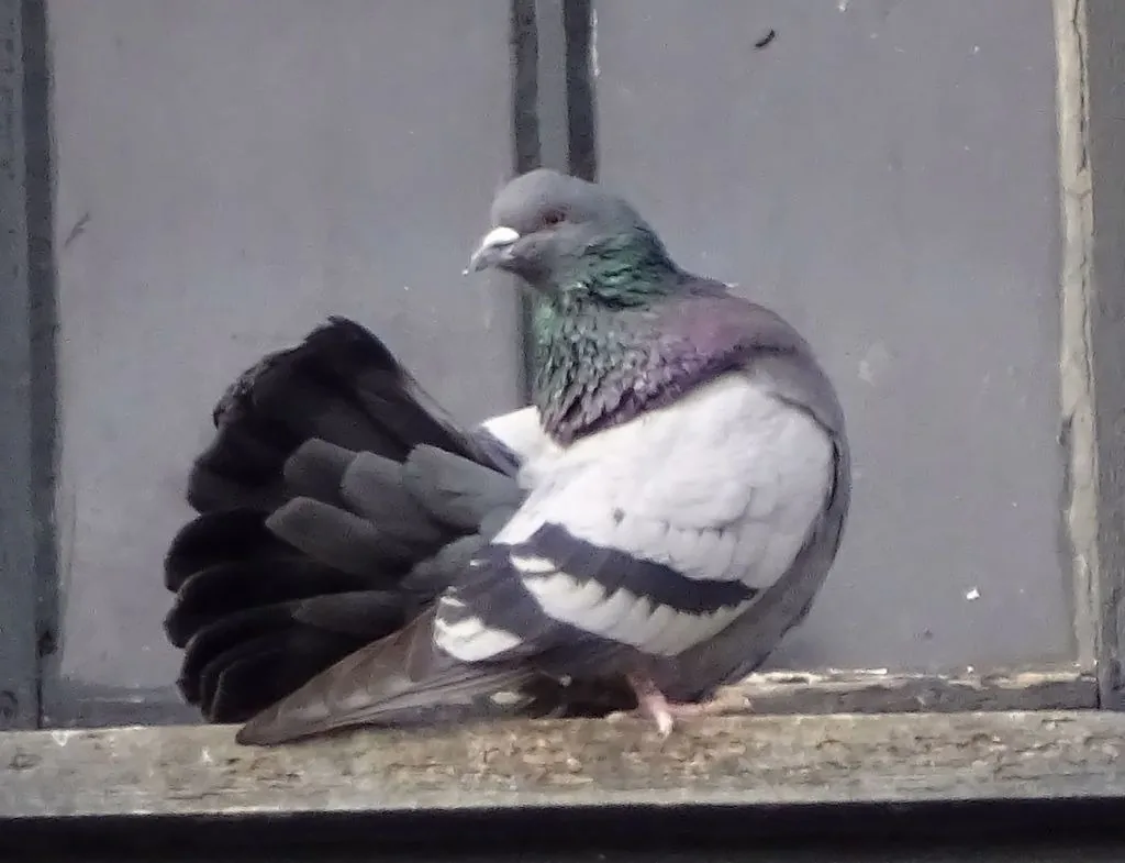 Rock pigeon with blue-gray and checkered feathers and an iridescent green and purple neck, perched on a building window ledge