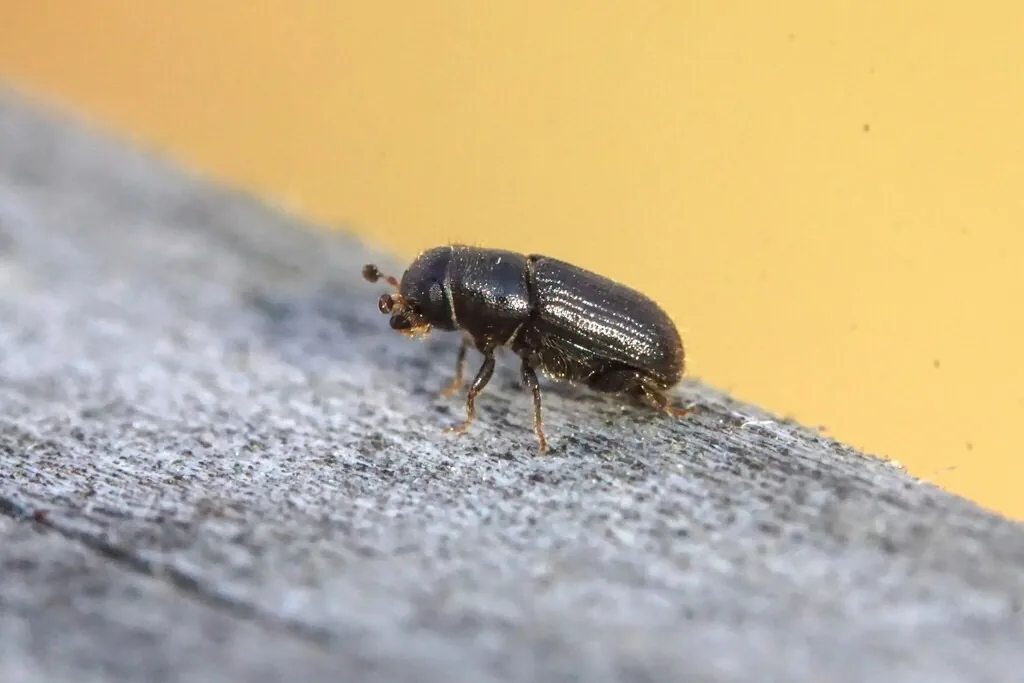 Adult southern pine beetle, a tiny dark brown cylindrical bark beetle, walking on weathered wood
