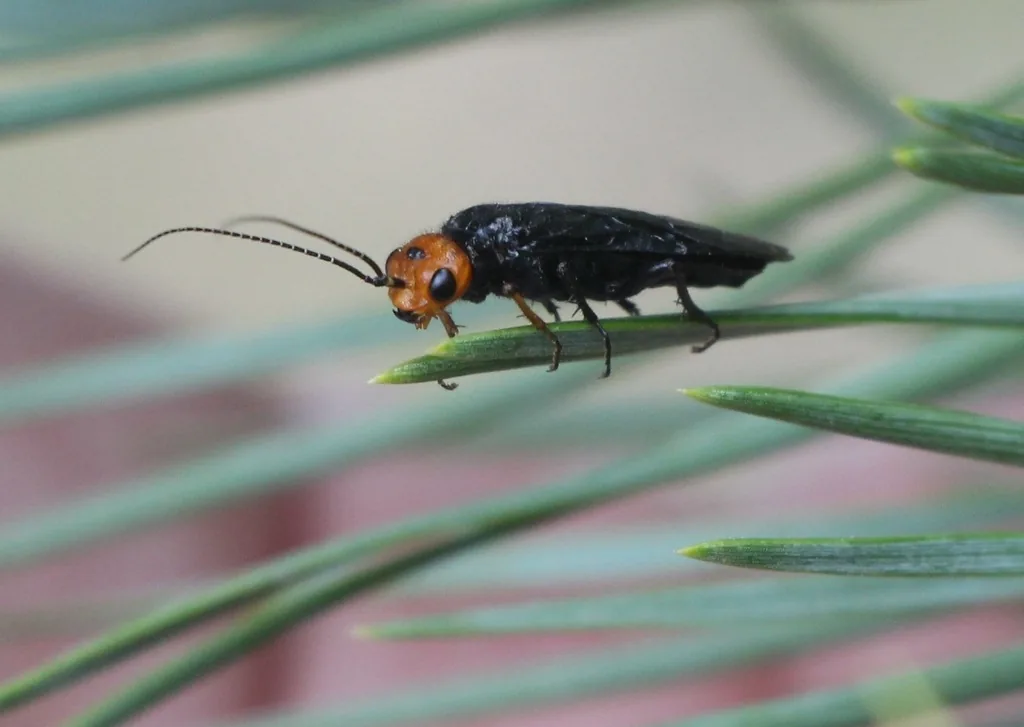 Adult female pine false webworm sawfly, black with a reddish-orange head, resting on pine needles