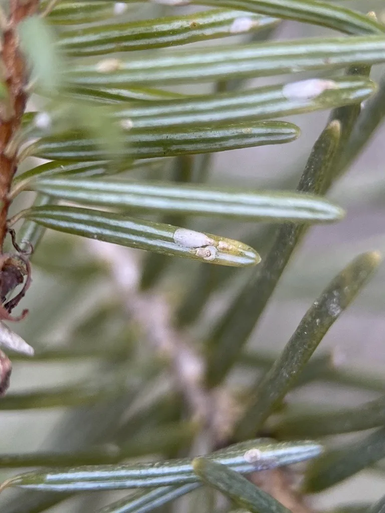 Small white, elongate pine needle scales on green conifer needles