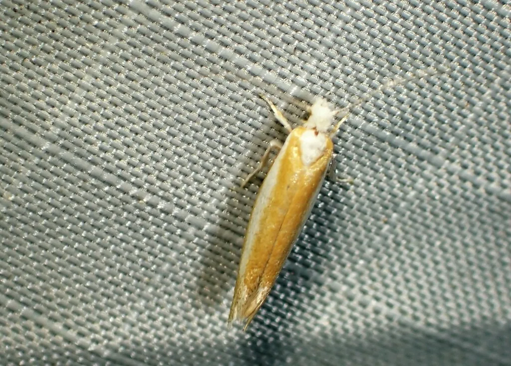 Pine needle sheathminer moth, a slender silvery-gold moth, resting on a screen