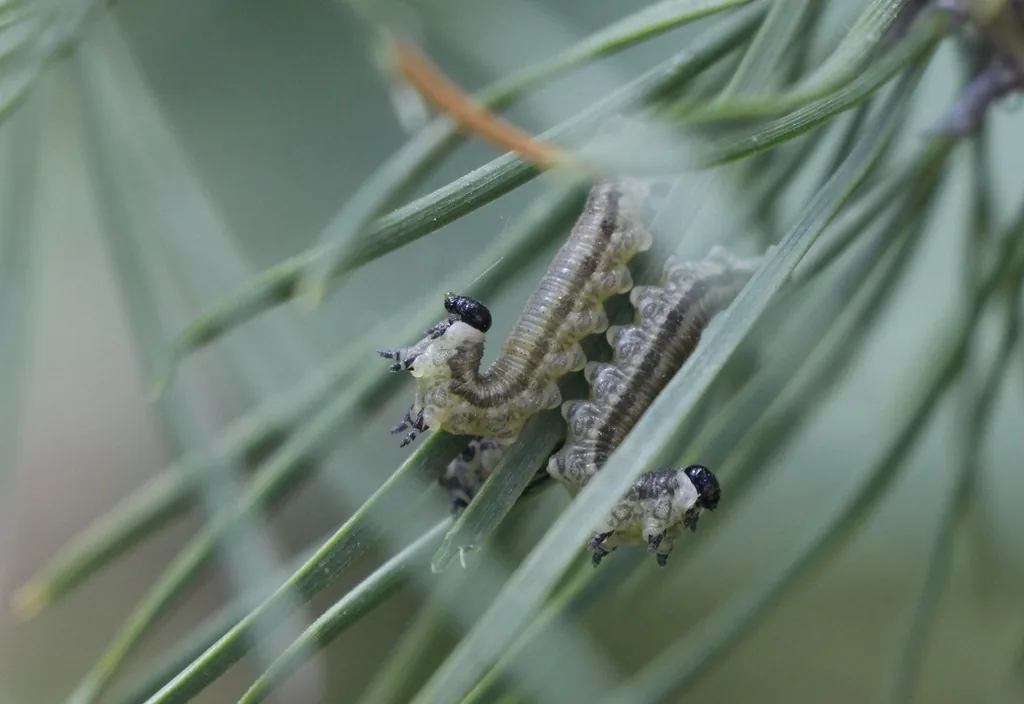 European pine sawfly larvae, gray-green with shiny black heads, feeding together on pine needles