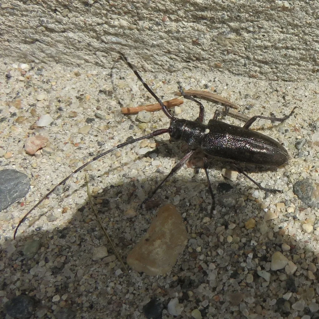 Whitespotted sawyer, a shiny black longhorned beetle with very long antennae and a small white spot at the base of its wing covers, on sandy ground