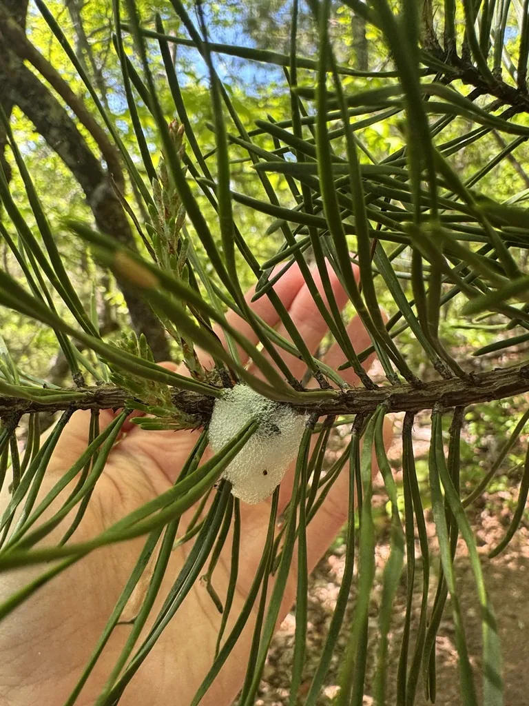 White spittle mass of pine spittlebug nymphs among pine needles
