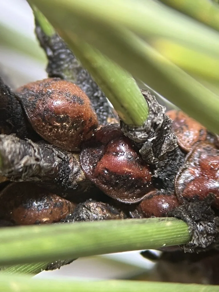Brown pine tortoise scales clustered on a pine twig