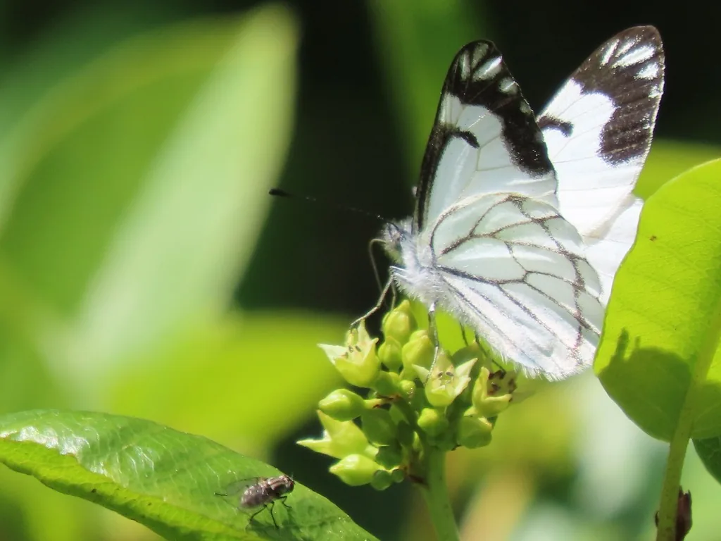Pine white butterfly, white with black wing markings, perched on a plant