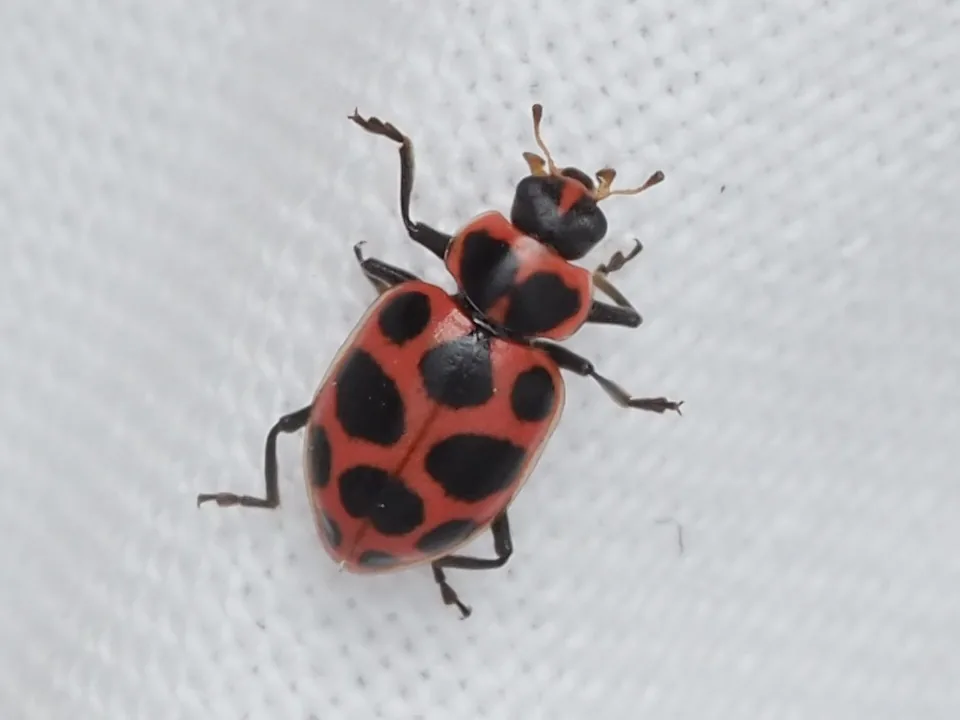 Pink spotted lady beetle seen from above, an elongate pinkish-red beetle with six black spots on each wing cover and two on the thorax