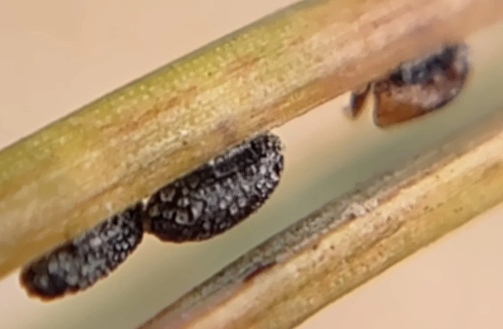 Black, bean-shaped pinyon needle scales on a pinyon pine needle