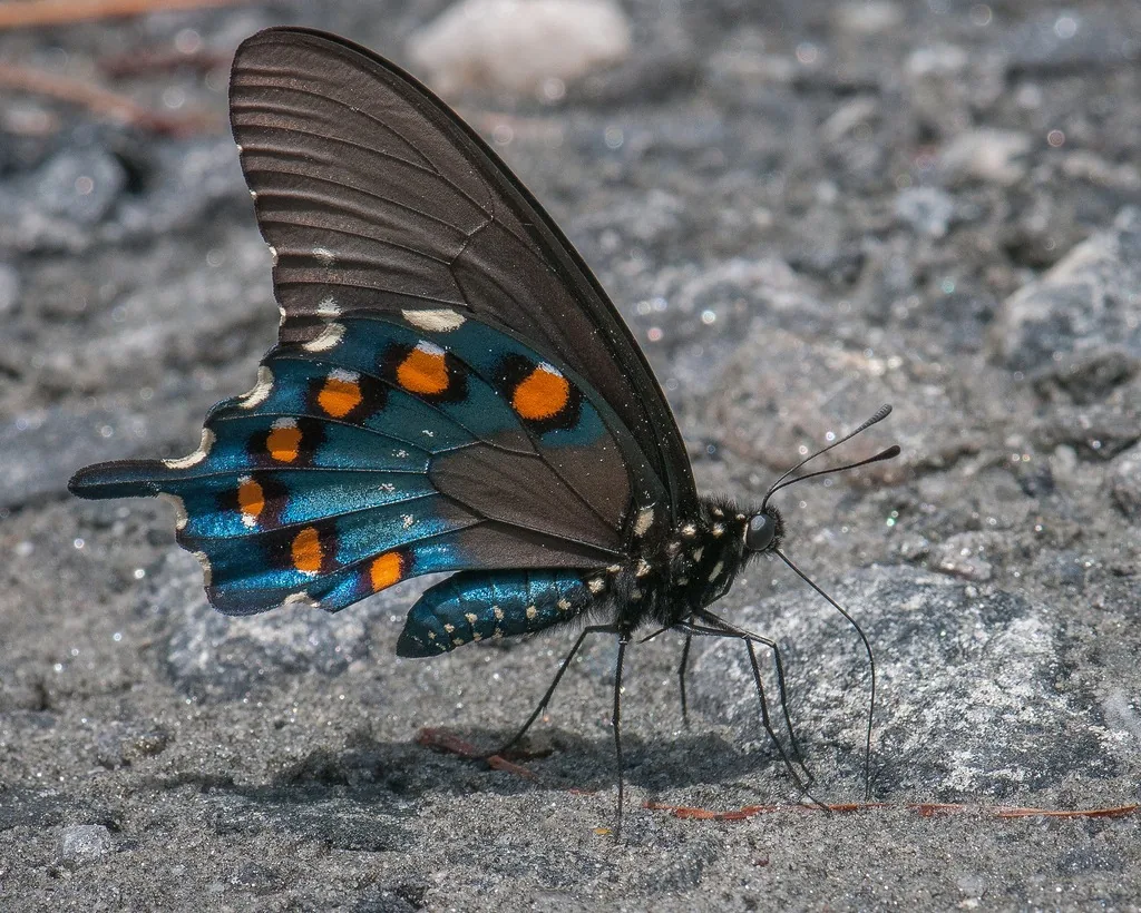Pipevine swallowtail showing orange spots on the blue iridescent hindwing underside