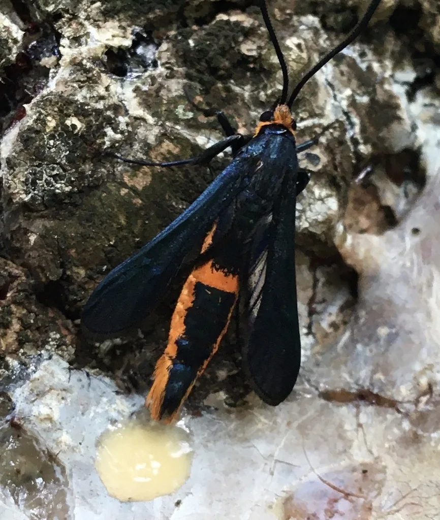 Pitch mass borer moth, a blue-black clearwing moth with orange on its abdomen, resting on pitch