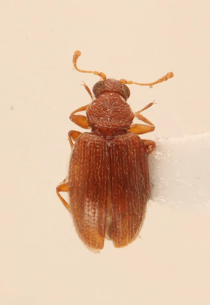 Museum specimen of a minute brown scavenger beetle, Melanophthalma americana, seen from above: a tiny reddish-brown beetle with a narrow thorax, clubbed antennae and rows of punctures on the wing covers