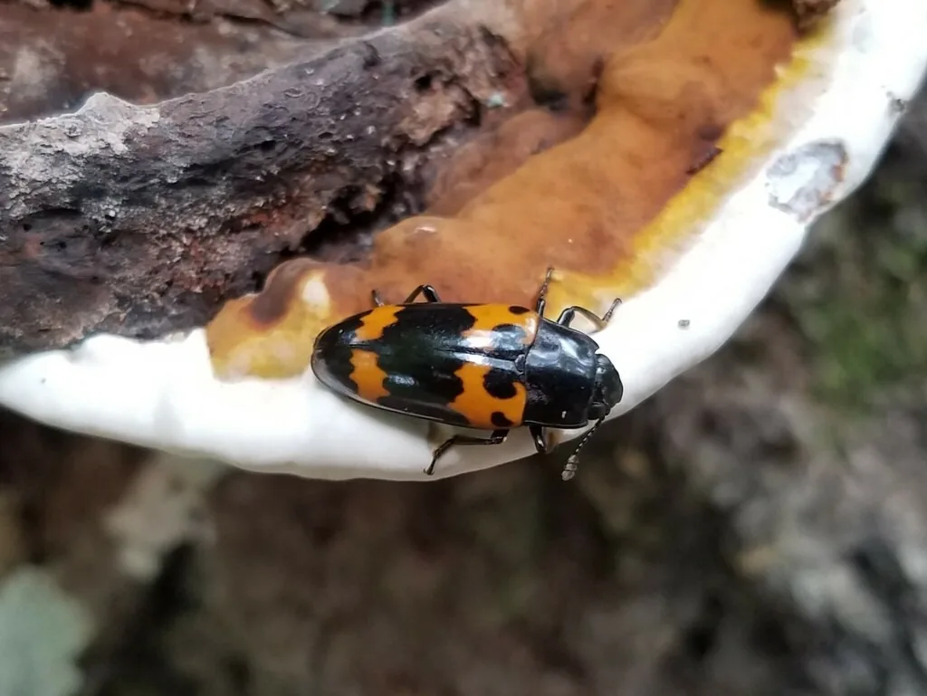 Black and orange pleasing fungus beetle on a bracket fungus