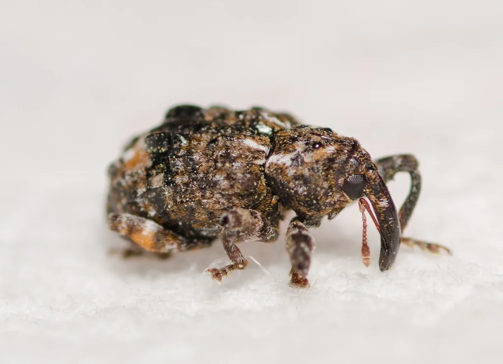 Plum curculio adult, a small mottled brown and gray snout beetle with bumpy wing covers and a long curved snout, on a pale surface