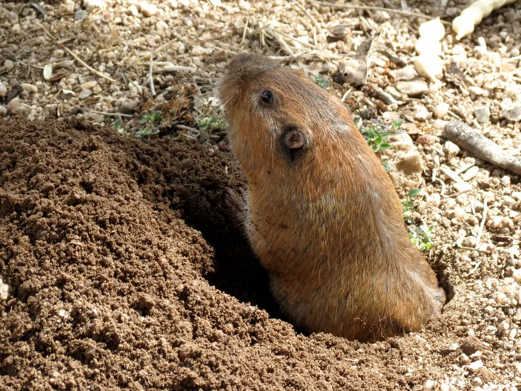 Botta's pocket gopher, a tan, short-furred rodent with small eyes and ears, emerging from its burrow beside a fresh dirt mound