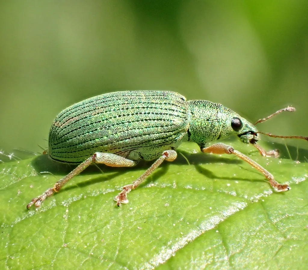 Polydrusus weevil covered in iridescent green scales on a leaf