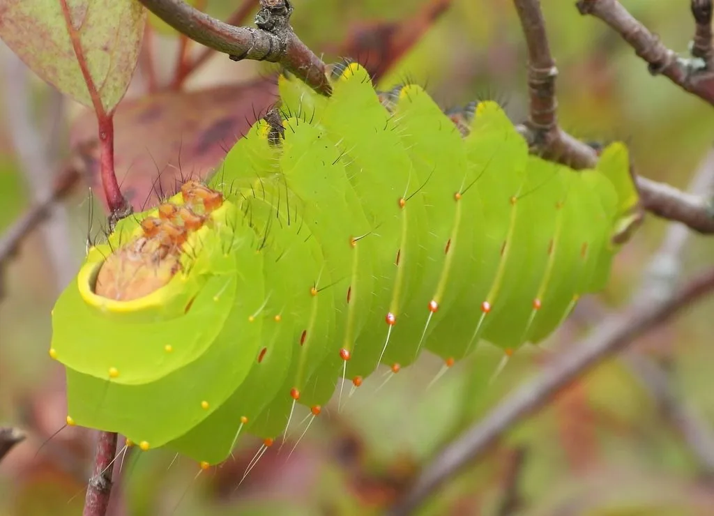 Large bright green polyphemus moth caterpillar with orange-red bumps on a twig