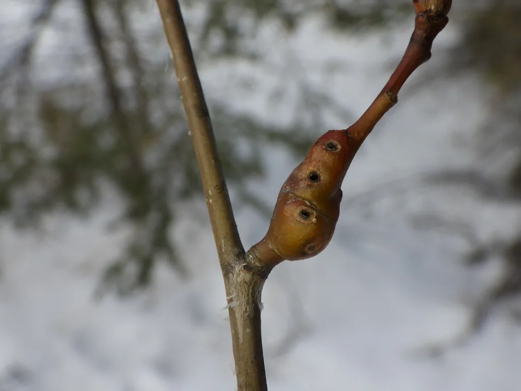 Poplar twiggall, a smooth brown knot-like swelling on an aspen twig