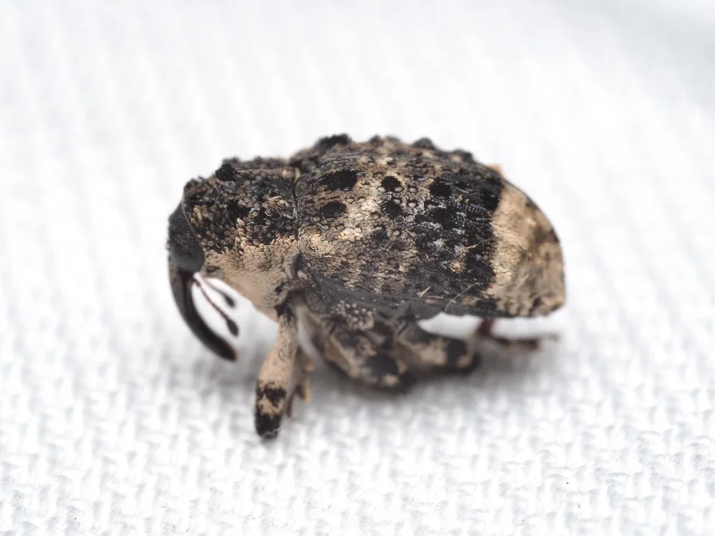 Poplar and willow borer, a bumpy black weevil with a bright white rear third, seen from the side