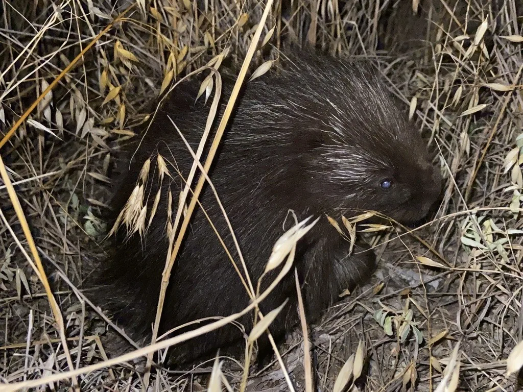 North American porcupine with long dark fur and pale-tipped quills, resting among dry grass on the ground