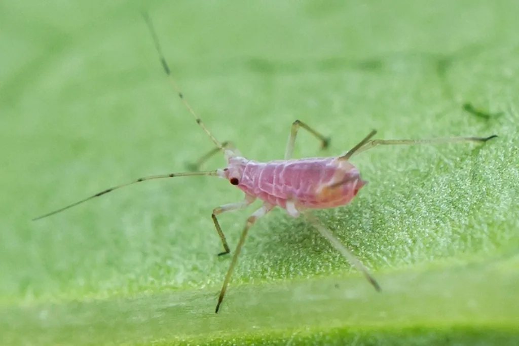Potato aphid, a pink pear-shaped aphid with long legs and long slender cornicles, on a leaf