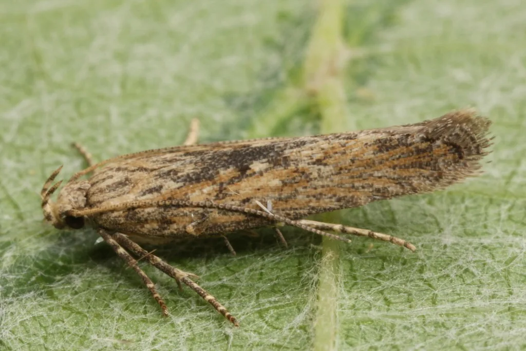 Potato tuberworm moth, a small narrow-winged gray-brown moth with long antennae, resting on a leaf