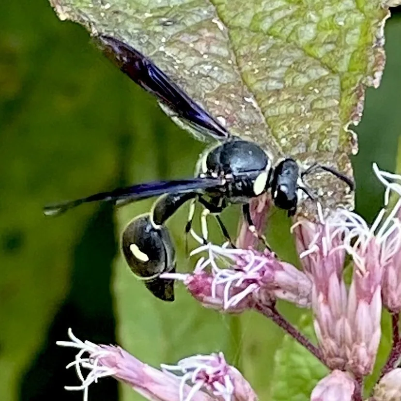 Fraternal potter wasp, a slim black wasp with small creamy yellow markings and a narrow, stalk-like waist, feeding on pink flowers
