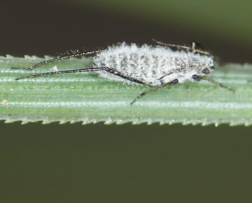 Powdery pine needle aphid lying along a pine needle, a slender gray aphid dusted with white wax, with long legs