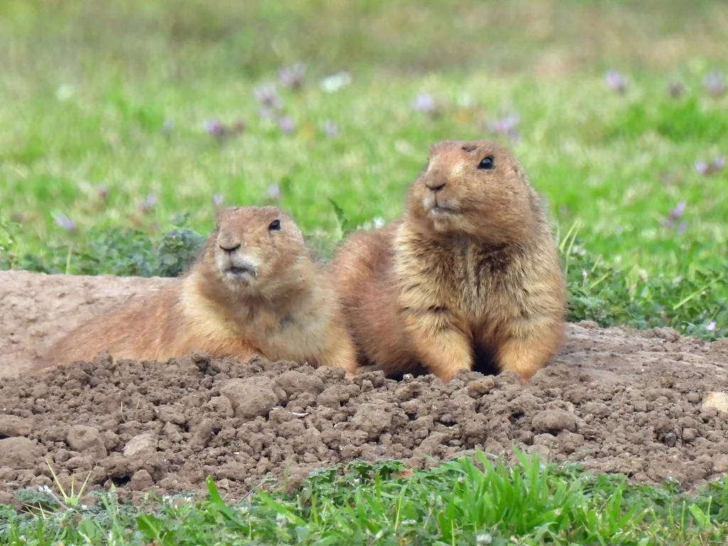 Two black-tailed prairie dogs resting on the bare dirt mound of their burrow, surrounded by green grass