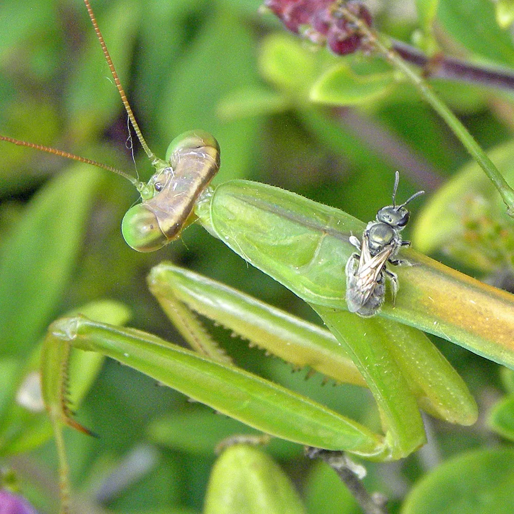 Green Chinese mantid gripping a captured insect in its spiny front legs among leaves and pink flowers