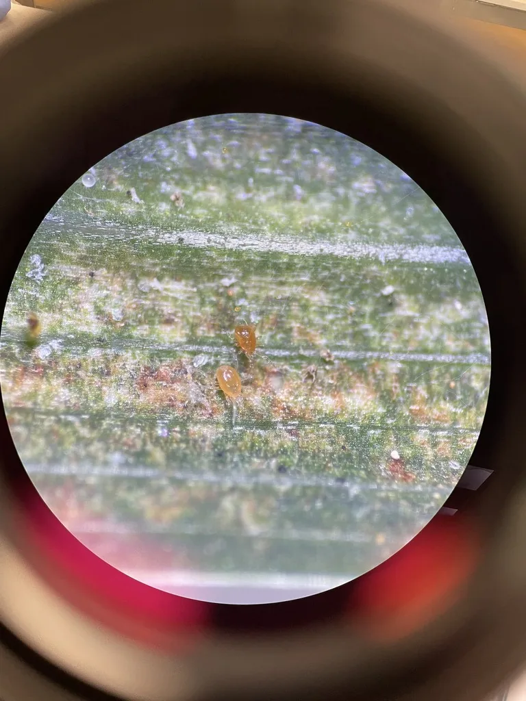 View through a magnifying lens of a leaf surface with two tiny orange, pear-shaped Phytoseiulus predatory mites