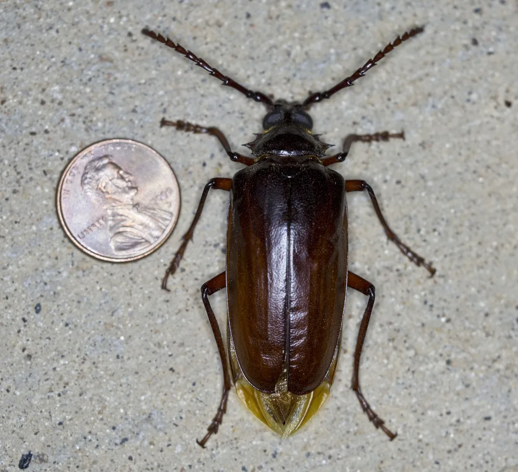 Large dark reddish-brown California prionus beetle beside a penny for scale