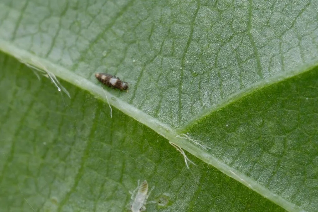 Adult privet thrips, dark with pale bands, on the underside of a privet leaf
